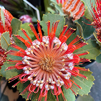 ThumbCoccinea - Aditi age 12